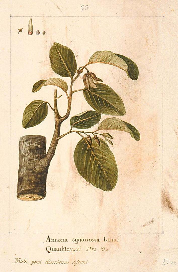 Annona squamosa Linn