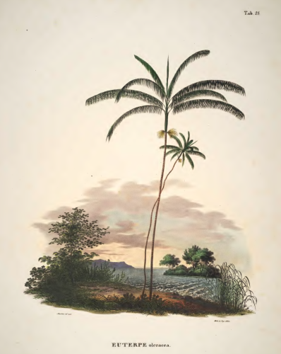 Euterpe oleracea mart