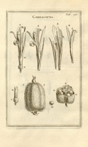 Josephi_Pitton_Tournefort modif Josephi_Pitton_Tournefort modif