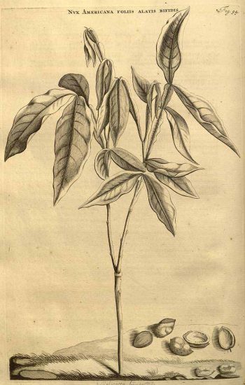 commelijn horti medici amstelodamensis rariorum tam orientalis commelijn horti medici amstelodamensis rariorum tam orientalis